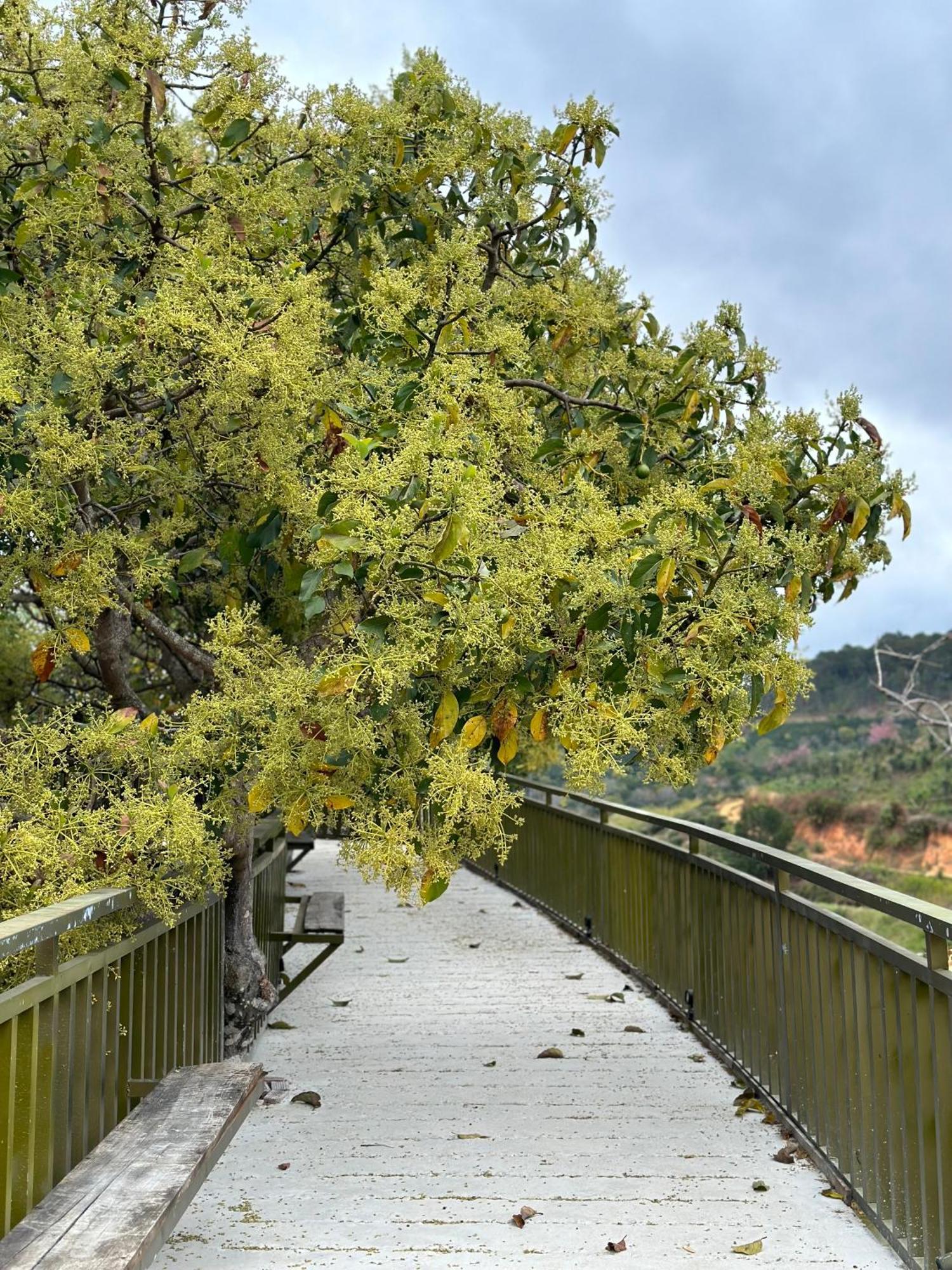 Moc Tra Farm Villa Xuan Truong Buitenkant foto